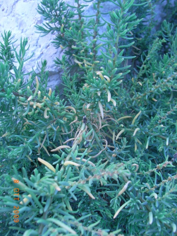 Suaeda maritima / Sueda marittima